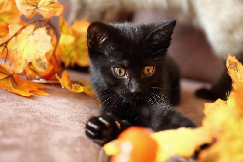 Котята в дар! - Изображение #4, Объявление #1669913