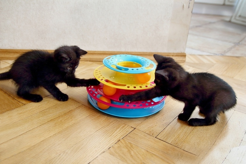 Котята в дар! - Изображение #3, Объявление #1669913