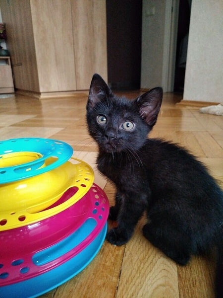 Котята в дар! - Изображение #5, Объявление #1669913