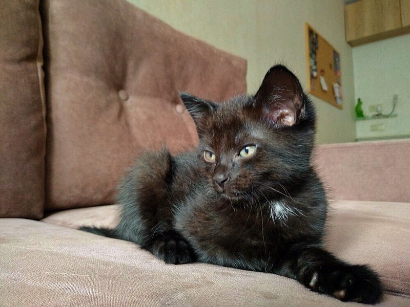 Котята в дар! - Изображение #6, Объявление #1669913