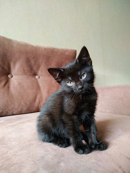 Котята в дар! - Изображение #7, Объявление #1669913