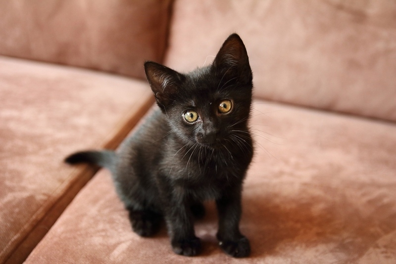 Котята в дар! - Изображение #8, Объявление #1669913