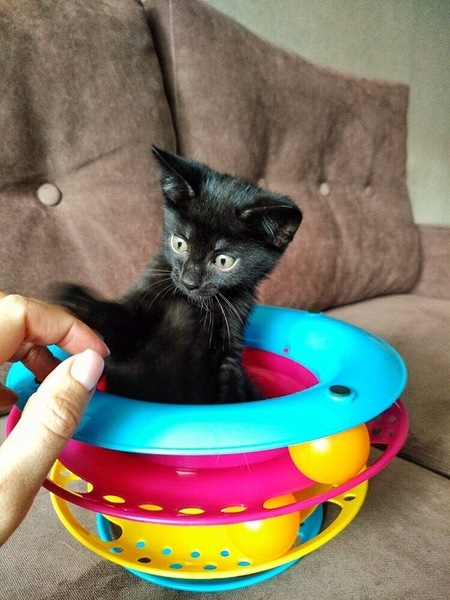 Котята в дар! - Изображение #9, Объявление #1669913