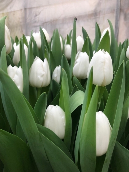 Тюльпаны нежные весенние цветы оптом в Минске - Изображение #4, Объявление #1673911