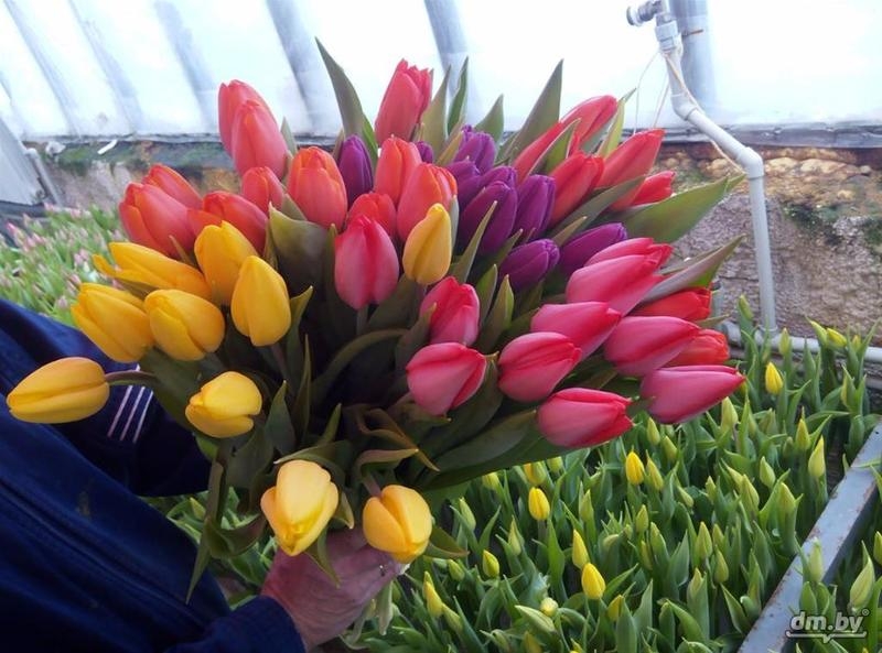 Тюльпаны оптом и в розницу. - Изображение #5, Объявление #1675627