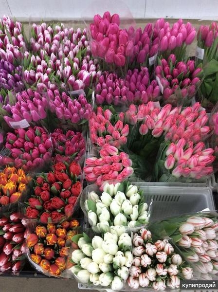 Тюльпаны выгодно оптом в Минске - Изображение #3, Объявление #1675632