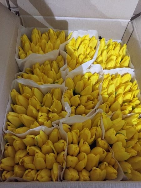 Тюльпаны от производителя - надежный и выгодный бизнес - Изображение #4, Объявление #1675662