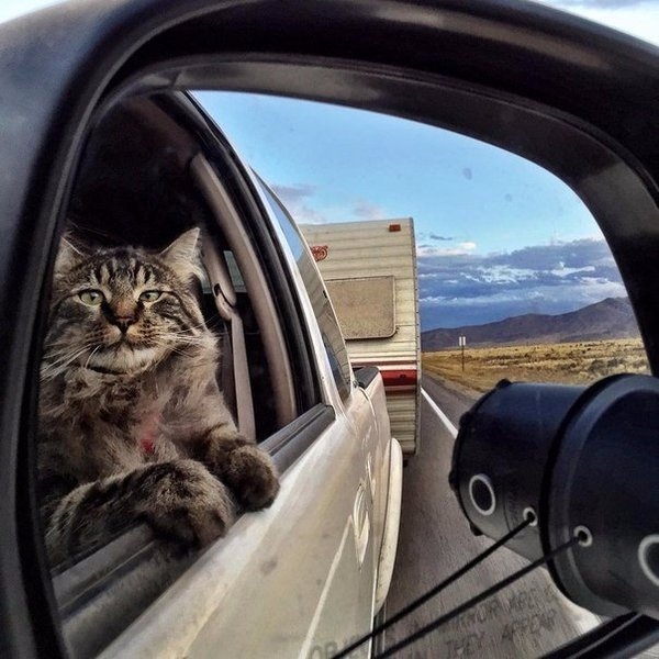 Переноски для животных напрокат - Изображение #3, Объявление #1677440