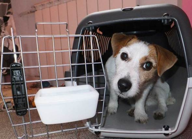 Переноски для животных напрокат - Изображение #4, Объявление #1677440