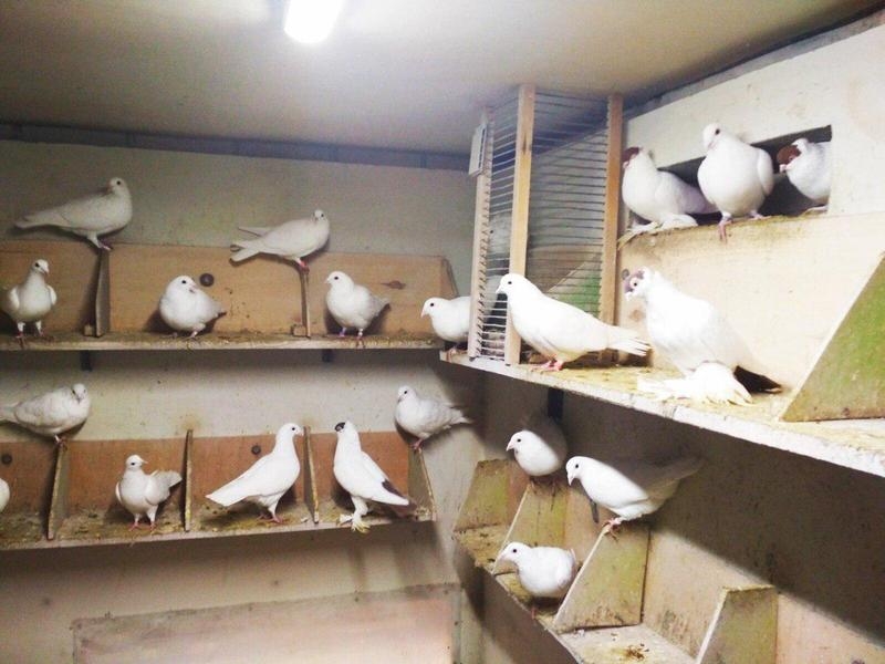 белые голуби минск - Изображение #2, Объявление #1679980