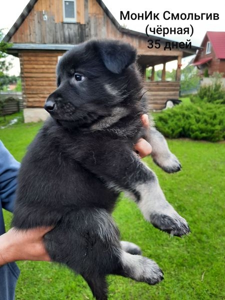 Восточно- европейская овчарка, щенки - Изображение #3, Объявление #1684444