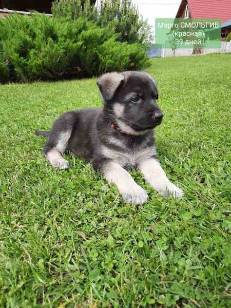 Восточно- европейская овчарка, щенки - Изображение #5, Объявление #1684444