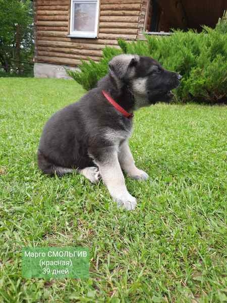 Восточно- европейская овчарка, щенки - Изображение #6, Объявление #1684444