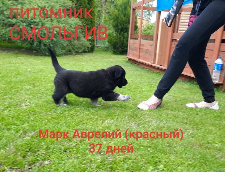 Восточно- европейская овчарка, щенки - Изображение #4, Объявление #1684444