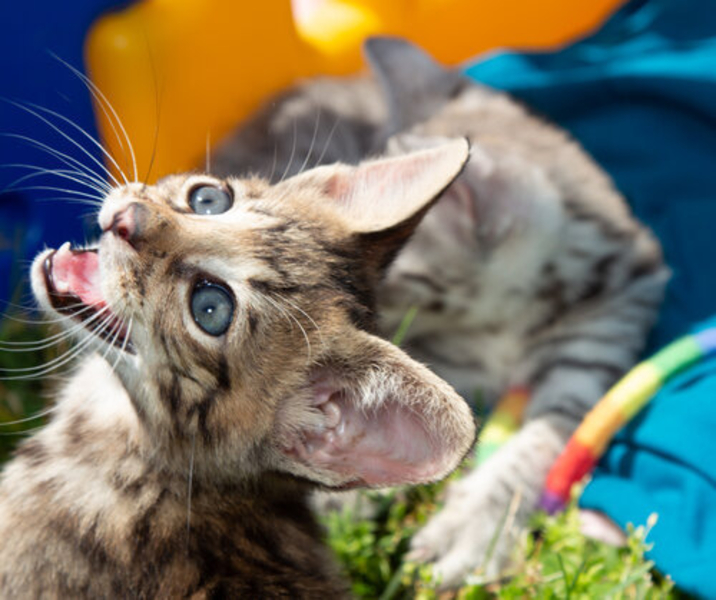 котенок теперь готов к новому дому 5 из них 3 кобель 2 сука - Изображение #3, Объявление #1684466