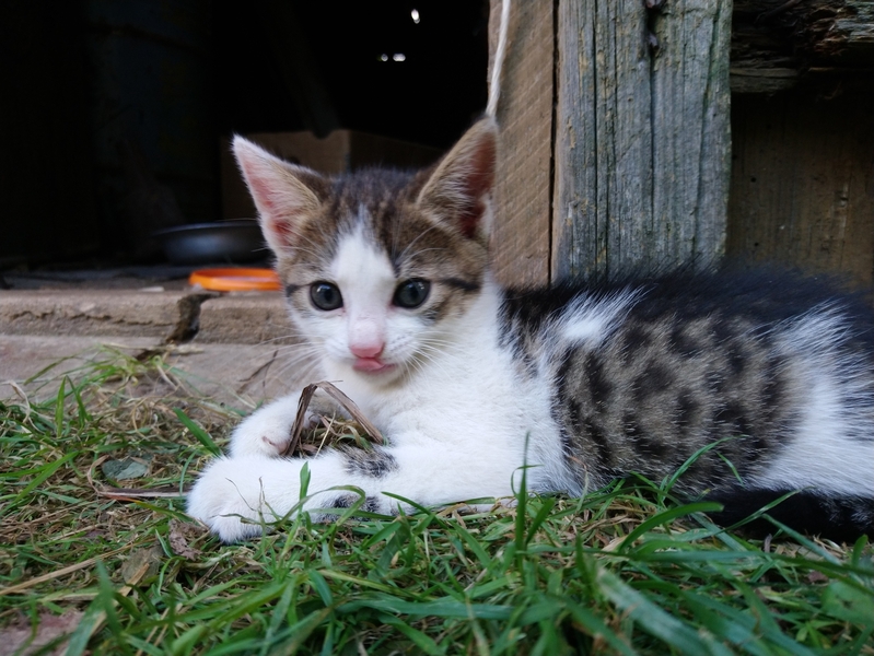 Котята (2 месяца) - Изображение #3, Объявление #1687133