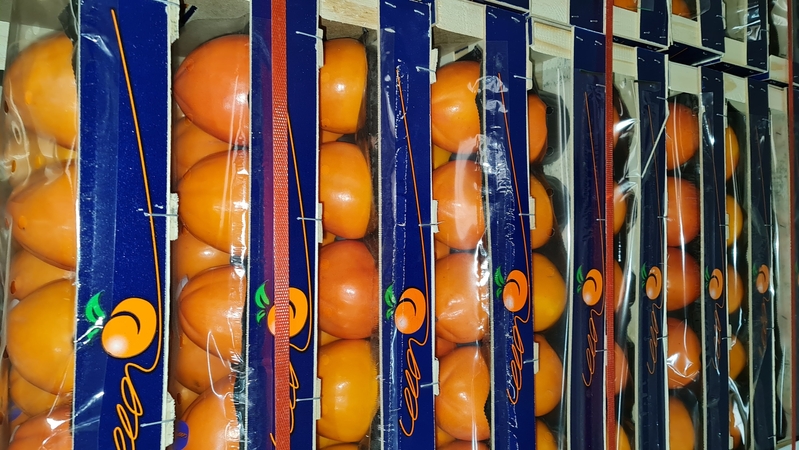 Предлагаем оптовые поставки хурмы(персимон) из Испании - Изображение #2, Объявление #1715442