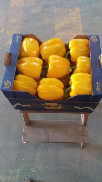 Предлагаем оптовые поставки перцев из Испании - Изображение #3, Объявление #1715448