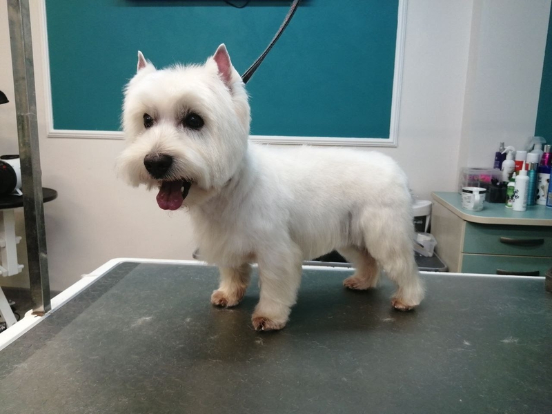 Стрижка собак и кошек в Минске.  (профессиональный груминг) - Изображение #3, Объявление #1705339