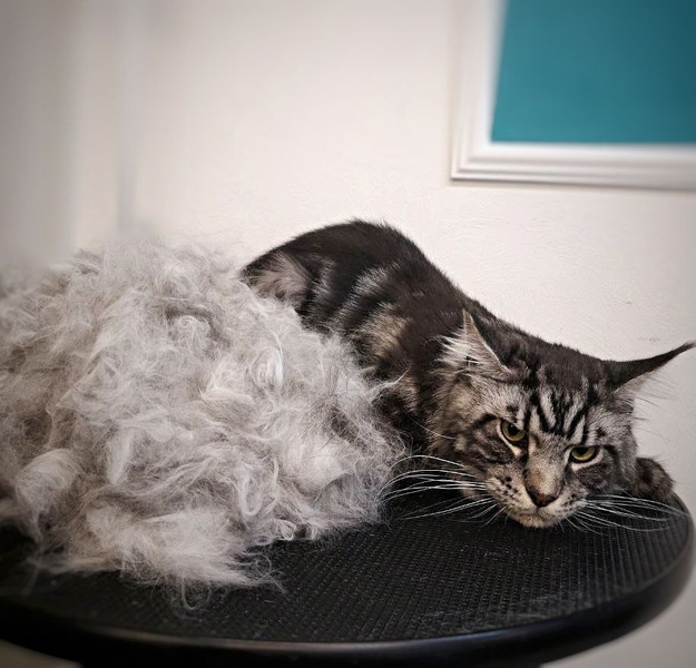 Стрижка собак и кошек в Минске.  (профессиональный груминг) - Изображение #4, Объявление #1705339