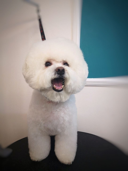 Стрижка собак и кошек в Минске.  (профессиональный груминг) - Изображение #5, Объявление #1705339