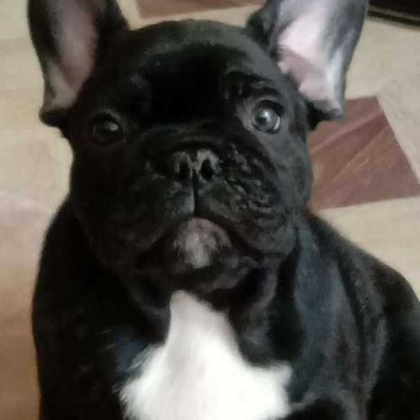 французского бульдога готовы к переезду,  - Изображение #6, Объявление #1737112