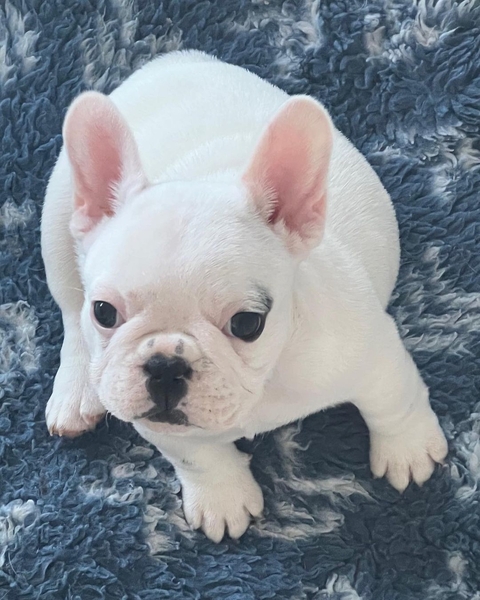 французского бульдога готовы к переезду,  - Изображение #3, Объявление #1737112