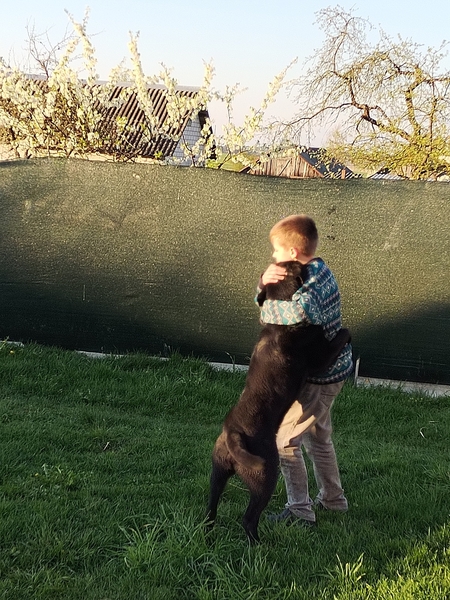 Пес ищет дом - Изображение #3, Объявление #1736686