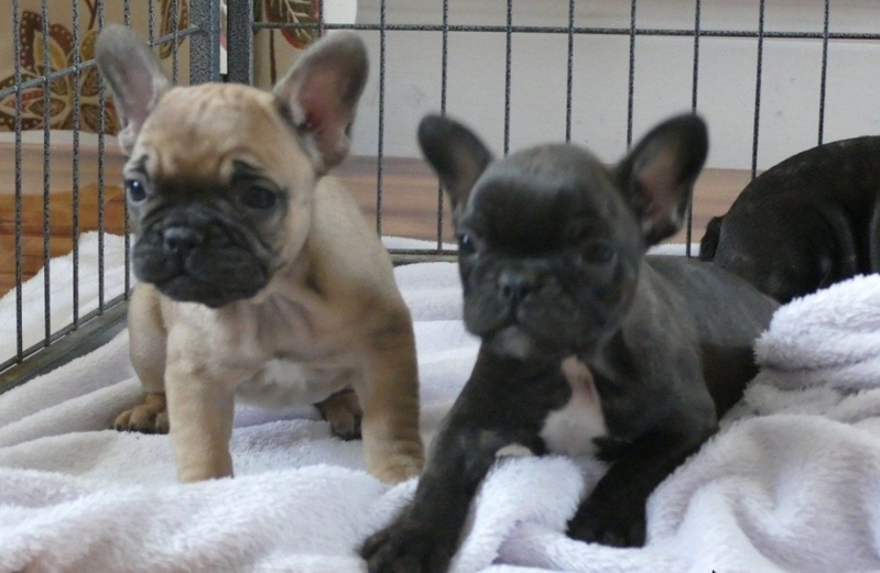 Щенки французского бульдога готовы к переезду - Изображение #4, Объявление #1736946