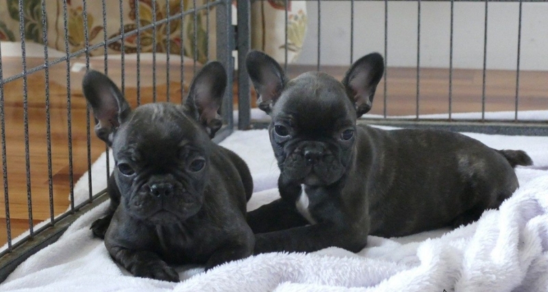 Щенки французского бульдога готовы к переезду - Изображение #3, Объявление #1736946