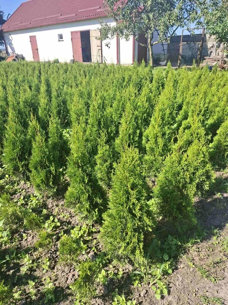 Туи смарагд - Изображение #1, Объявление #1715630