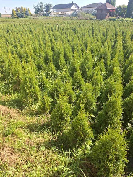 Туи смарагд - Изображение #2, Объявление #1715630