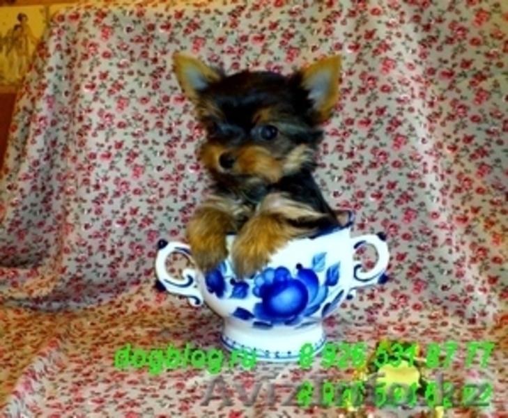 Питомник йоркширских терьеров. - Изображение #4, Объявление #20107