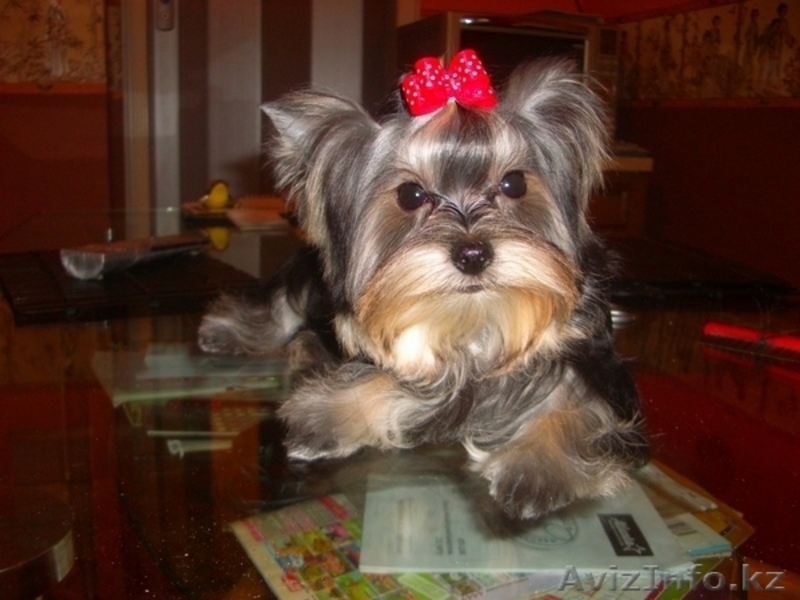 Питомник йоркширских терьеров. - Изображение #6, Объявление #20107