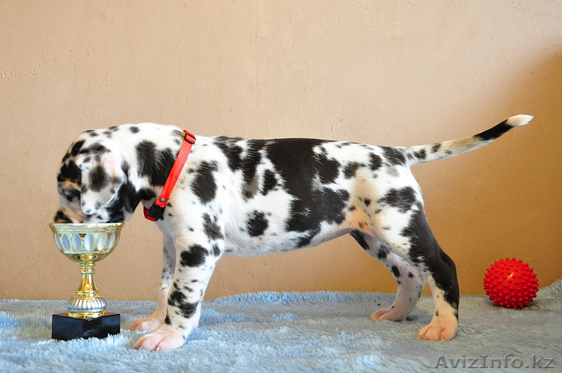 Мраморные щенки немецкого дога из Челябинска - Изображение #7, Объявление #525239