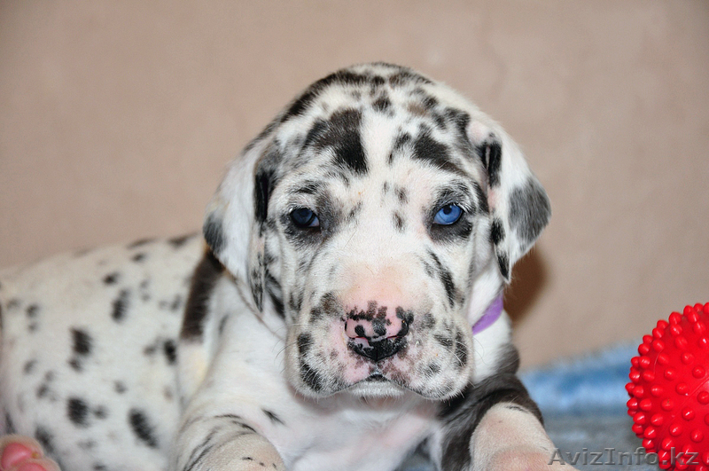 Мраморные щенки немецкого дога из Челябинска - Изображение #10, Объявление #525239