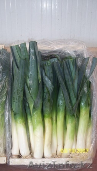 Петрушка, укроп, кориандр, мята, лук порей  из Испании - Изображение #5, Объявление #1328854