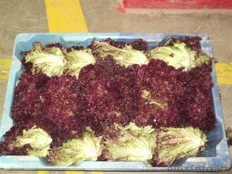 Салат из Испании - Изображение #6, Объявление #1328847