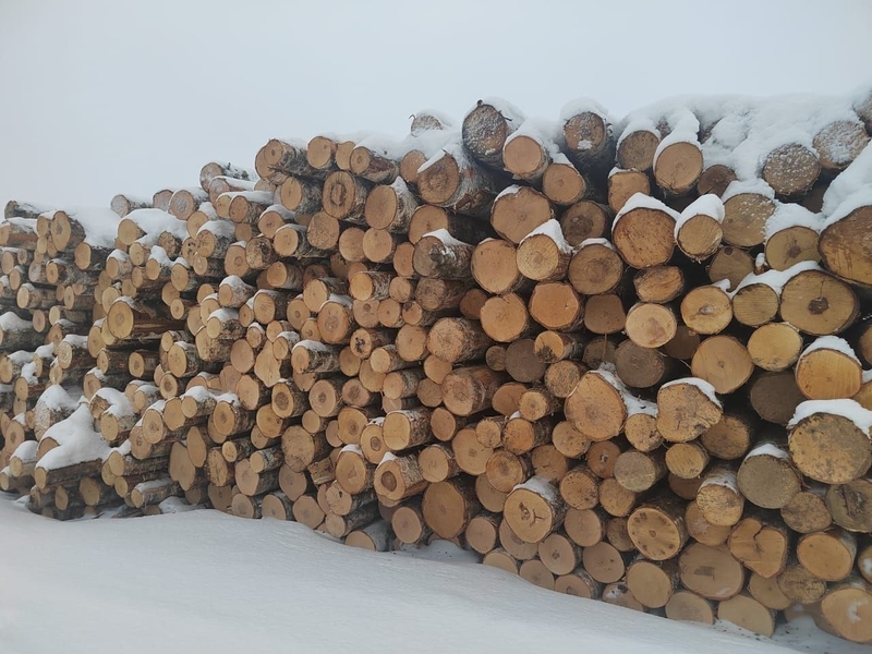 Березовый фанкряж (пиловочник) из Архангельской, Тульской, Калужской областей. - Изображение #4, Объявление #1728518