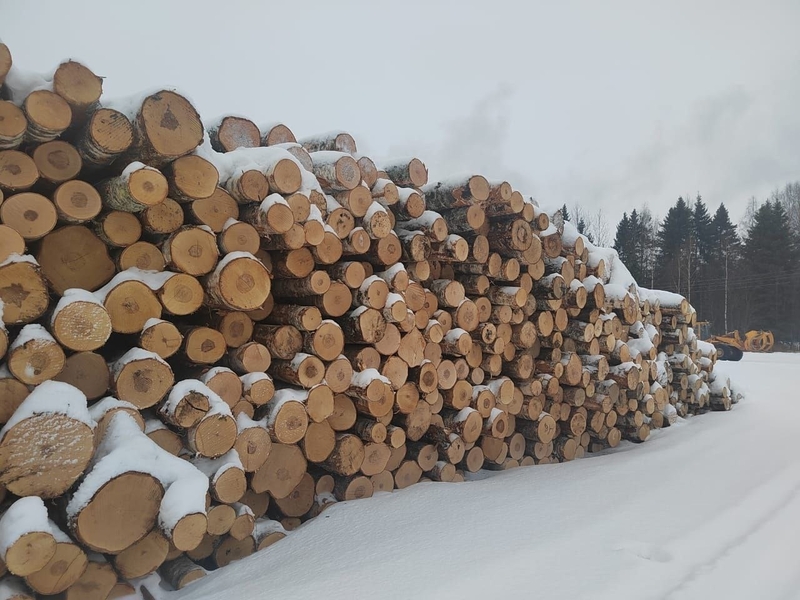 Березовый фанкряж (пиловочник) из Архангельской, Тульской, Калужской областей. - Изображение #5, Объявление #1728518