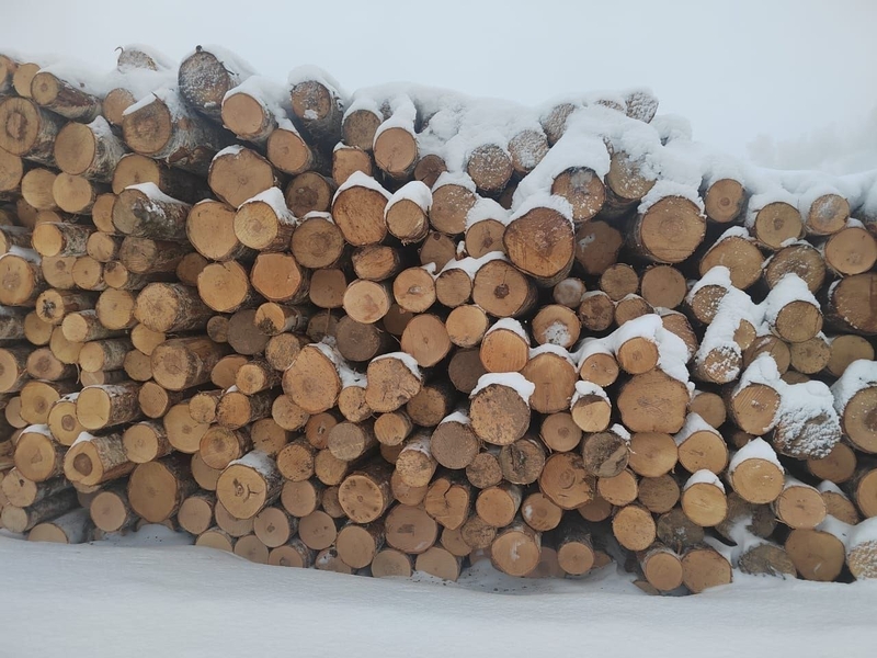 Березовый фанкряж (пиловочник) из Архангельской, Тульской, Калужской областей. - Изображение #6, Объявление #1728518