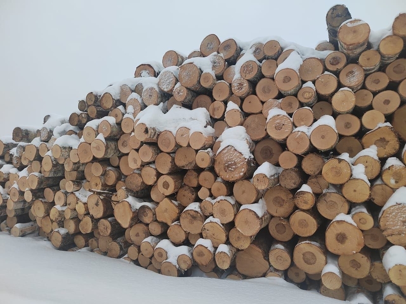 Березовый фанкряж (пиловочник) из Архангельской, Тульской, Калужской областей. - Изображение #7, Объявление #1728518