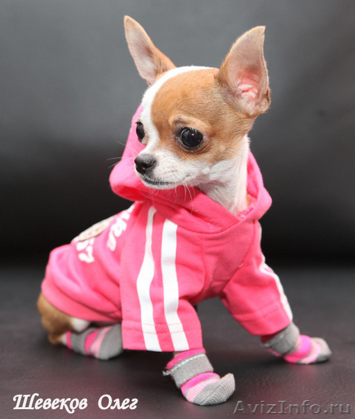 Щенки чихуа хуа питомник ФЛАЙ ФЛАУ - Изображение #2, Объявление #314421