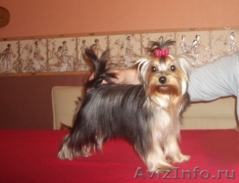 Питомник йоркширских терьеров. - Изображение #1, Объявление #20107