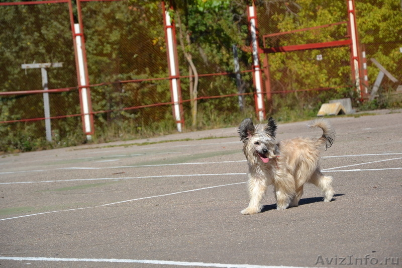 Китайской хохлатой пуховые  девочки от ИнтерЧемпиона. - Изображение #3, Объявление #512198