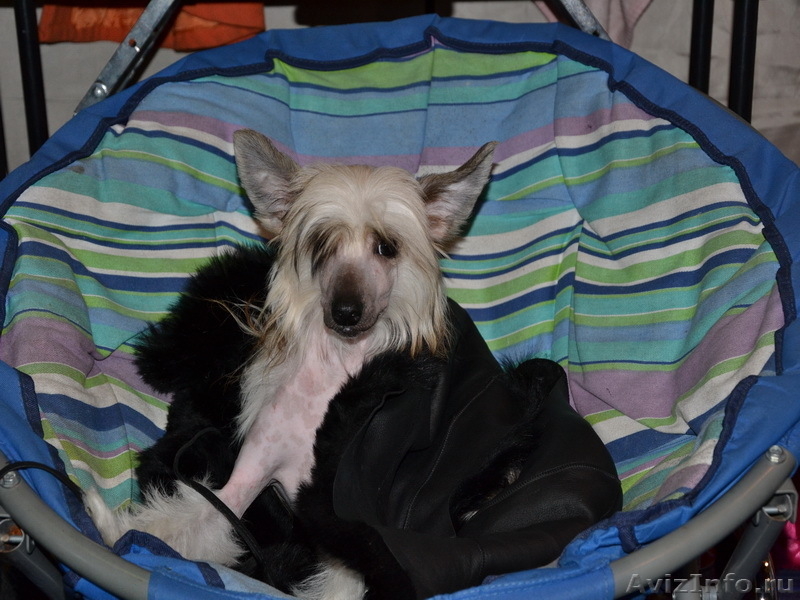 Китайской хохлатой  мальчики от Интер  Чемпиона.. - Изображение #3, Объявление #737803