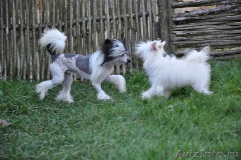 Китайской хохлатой пуховые  девочки от ИнтерЧемпиона. - Изображение #1, Объявление #512198