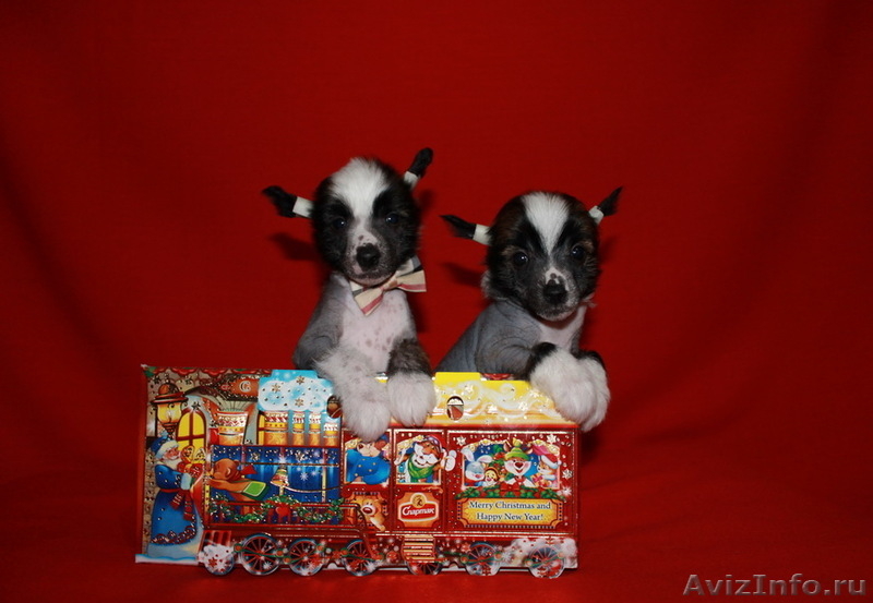 Китайской хохлатой  мальчики от Интер  Чемпиона.. - Изображение #5, Объявление #737803