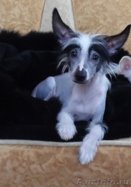 Китайской хохлатой голышки-малышки,любят всех без передышки. - Изображение #1, Объявление #980730