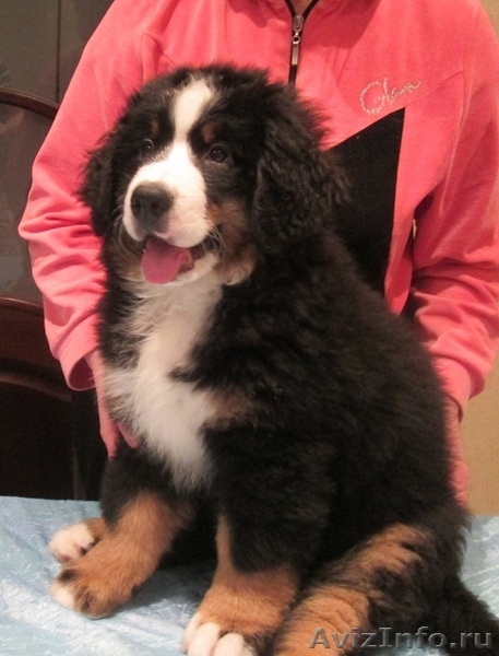 продаются красивые, здоровые щенки бернского зенненхунда - Изображение #3, Объявление #1193669